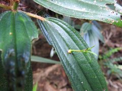 Dendrotrophe varians