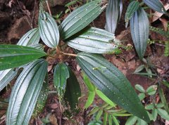 Dendrotrophe varians