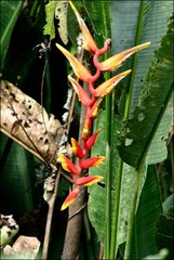 Heliconia marginata