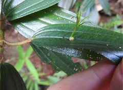 Dendrotrophe varians