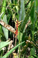 Heliconia marginata
