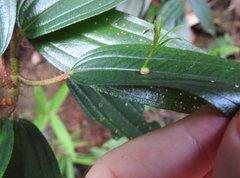 Dendrotrophe varians