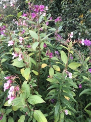 Impatiens glandulifera