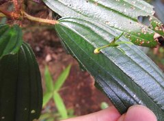 Dendrotrophe varians