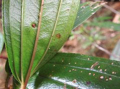 Dendrotrophe varians