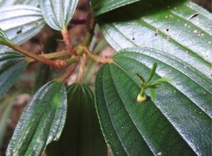 Dendrotrophe varians