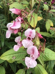 Impatiens glandulifera
