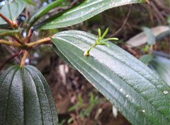 Dendrotrophe varians