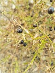 Galium bolanderi