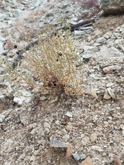Galium bolanderi