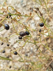Galium bolanderi