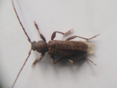 Trichoferus campestris