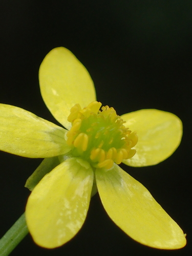 Ranunculus silerifolius H.Lév.