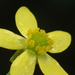 Ranunculus silerifolius - Photo no hay derechos reservados, subido por 葉子