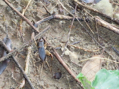 Teleogryllus mitratus