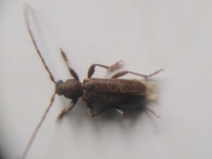 Trichoferus campestris