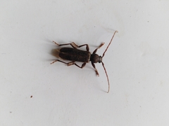 Trichoferus campestris