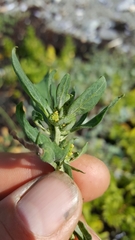 Atriplex gmelinii