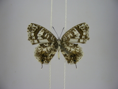 Cacyreus audeoudi