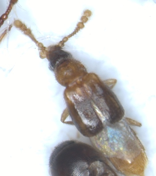Protopselaphinae