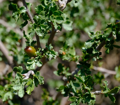 Commiphora dinteri Engl. 3