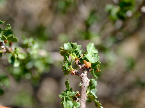 Commiphora dinteri Engl. 4