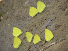 Eurema blanda arsakia