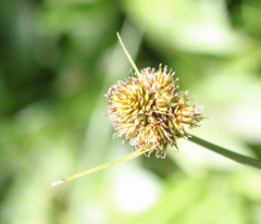 Carex abrupta