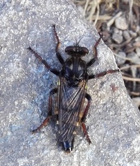 Cyrtopogon