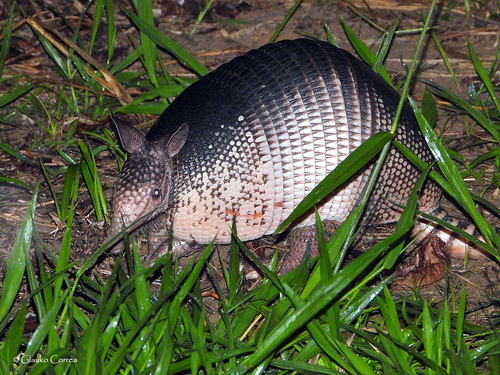 Southern Long-nosed Armadillo
