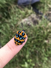 Poecilocoris druraei
