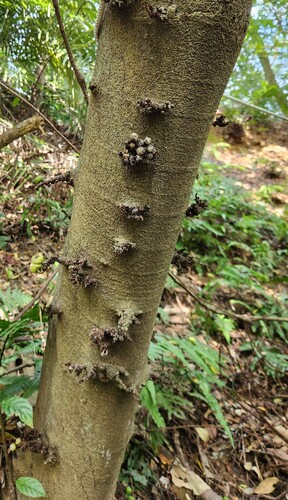 Ficus benguetensis (Ficus benguetensis)