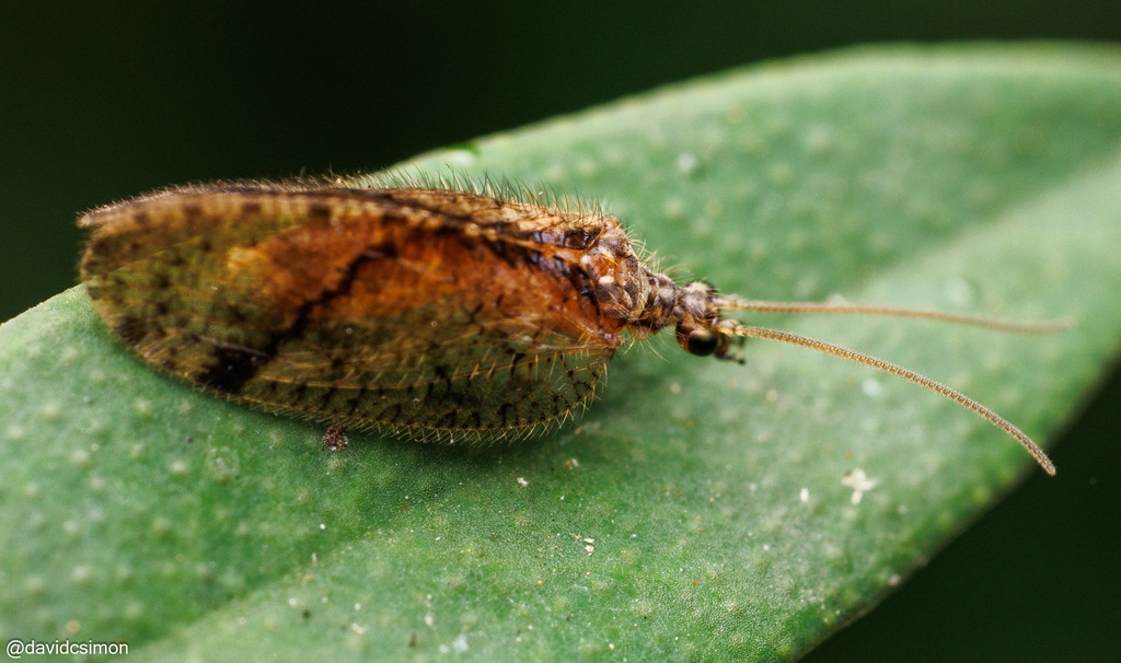 Psectra obliqua
