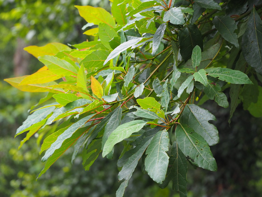 Taiwan sassafras