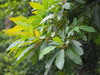 Taiwan Sassafras - Photo no rights reserved, uploaded by 葉子