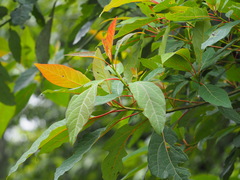 Sassafras randaiense