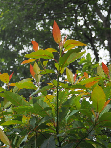 Image of Taiwan Sassafras (Sassafras randaiense) by no rights reserved