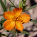 Orange Flameflower - Photo no rights reserved