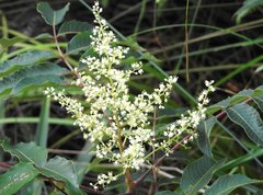 Rhus hypoleuca