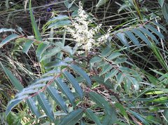 Rhus hypoleuca