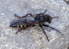 Cyrtopogon