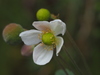 Grape-leaved Windflower - Photo no rights reserved, uploaded by 葉子