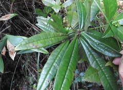 Ardisia lindleyana