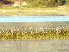 Tachycineta bicolor