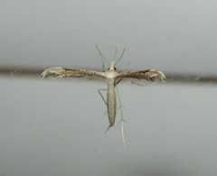 Lioptilodes albistriolatus