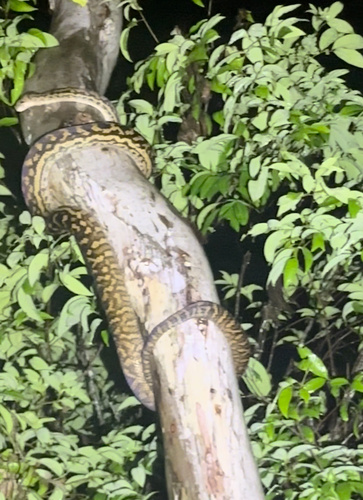Australian Scrub Python sighting