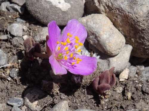 Grahamia coahuilensis (S.Watson) G.D.Rowley 2