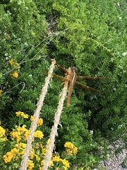 Libellula saturata