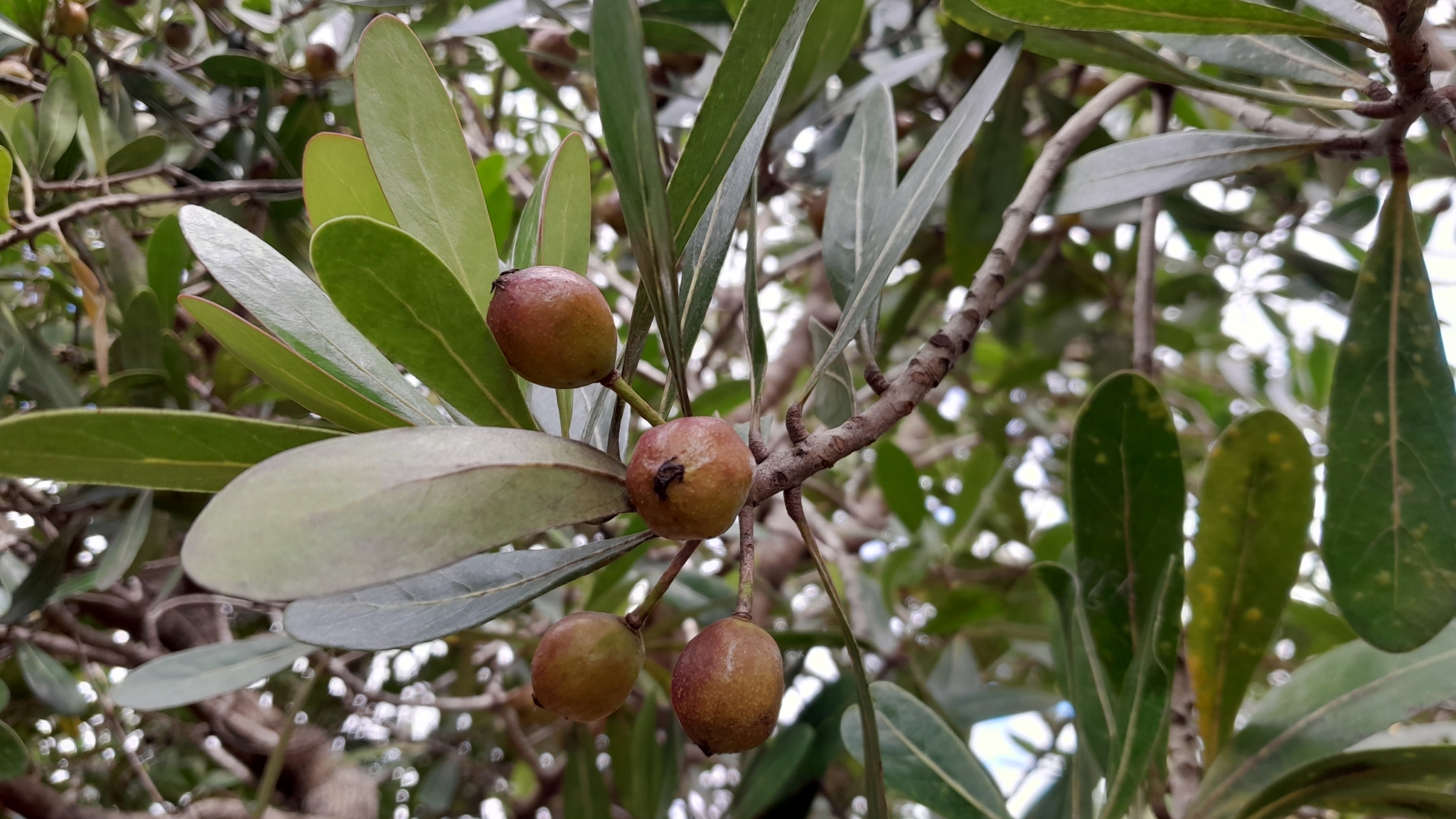 Imagem de Tapiá-guaçu