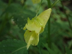 Impatiens tayemonii